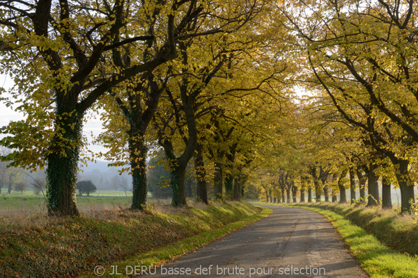 paysage automne